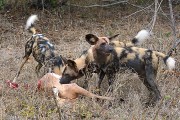 Wild dogs hunting killing