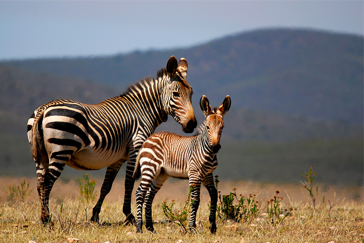 south african zebra