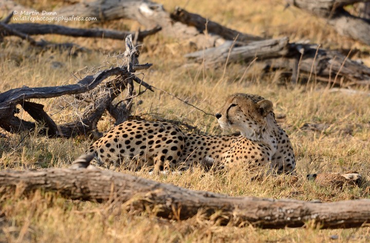 Cheetah - Hwange National Park