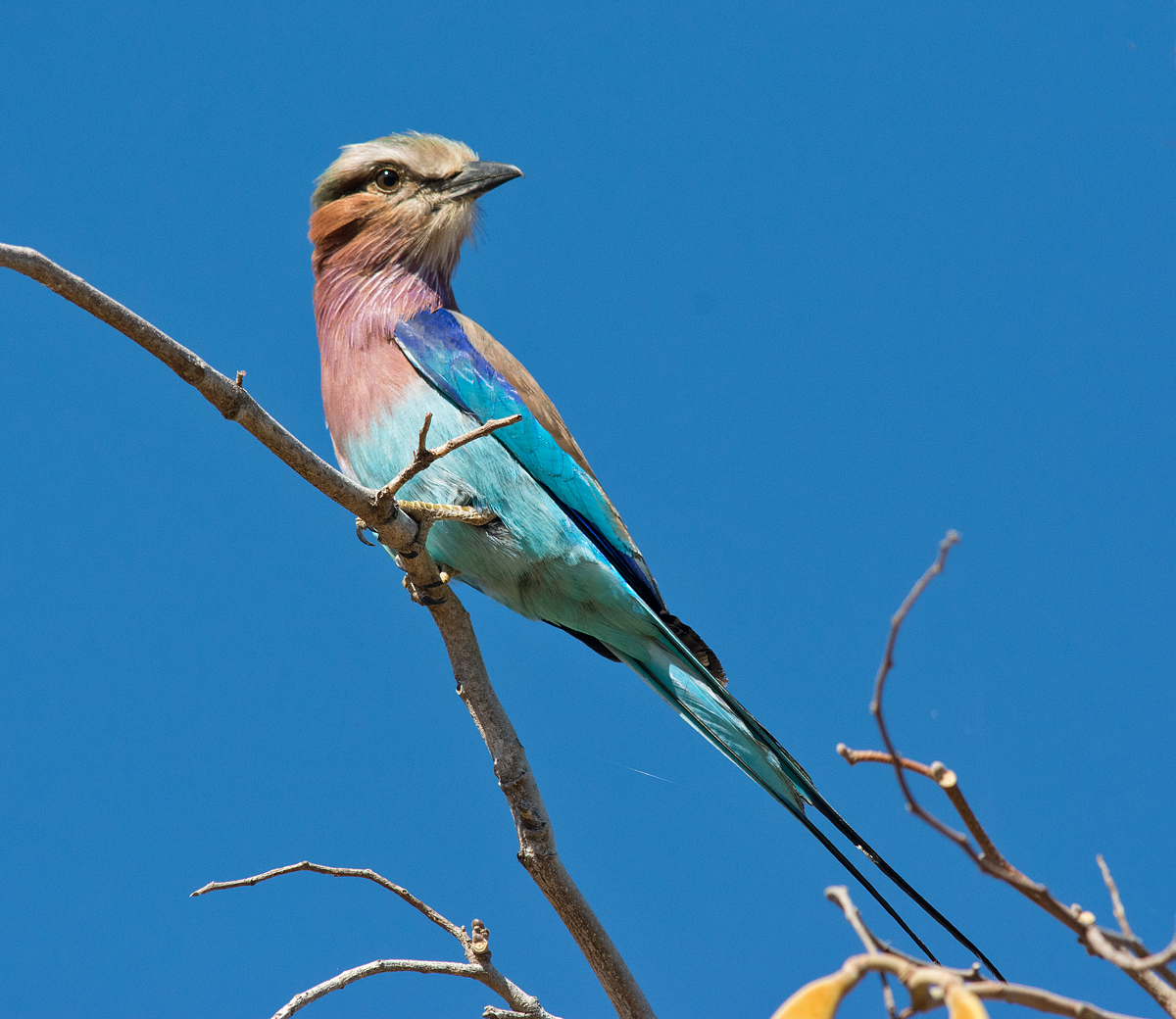 Discovering the Birds of Gonarezhou - Wildlife Photography Africa