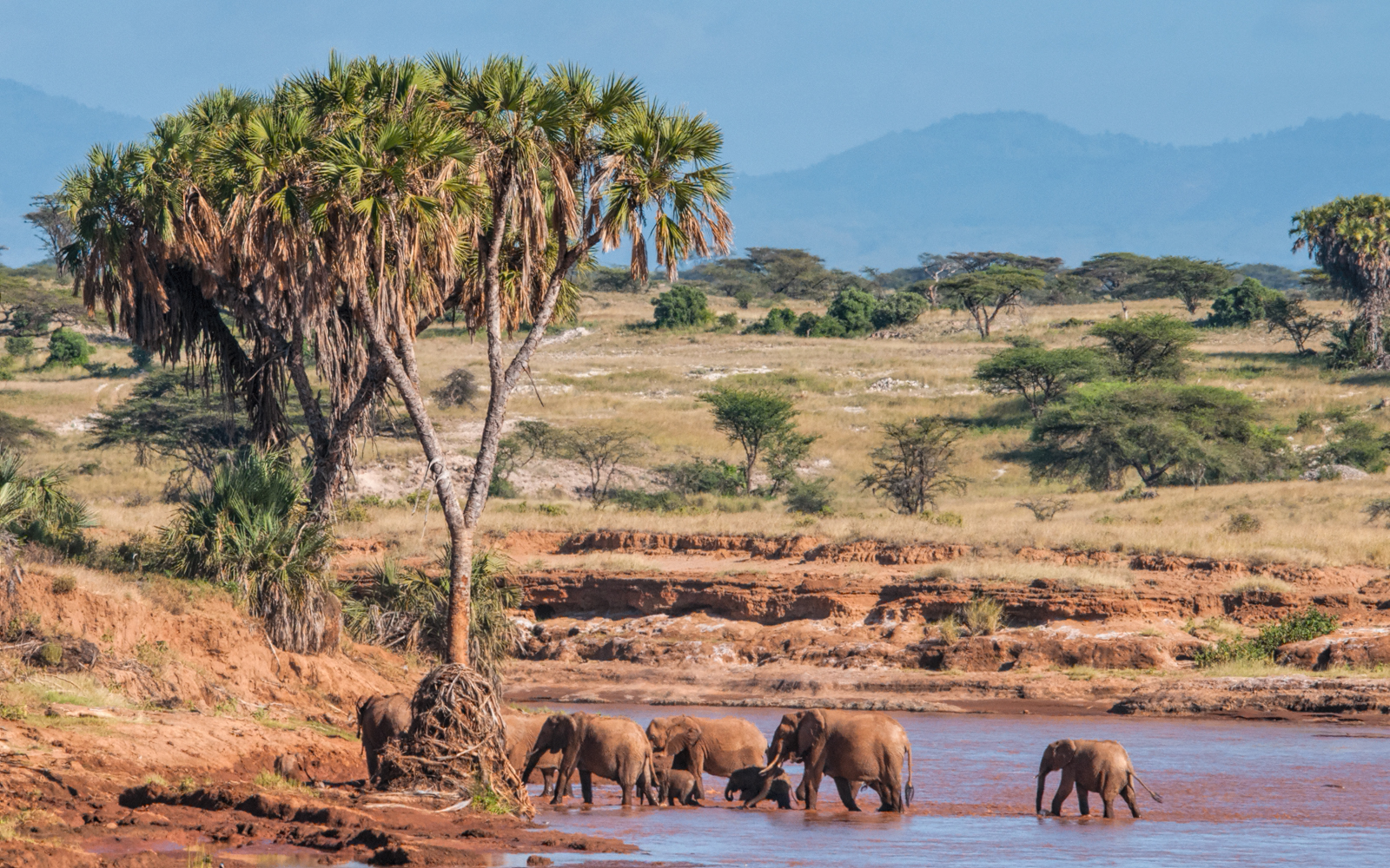 Kenya Wildlife Photography Africa