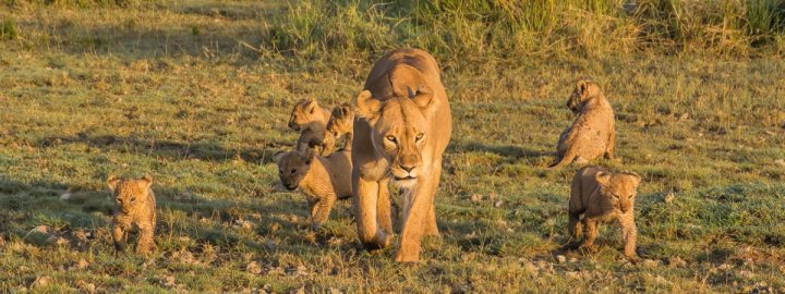 Lioness with 7 cubs