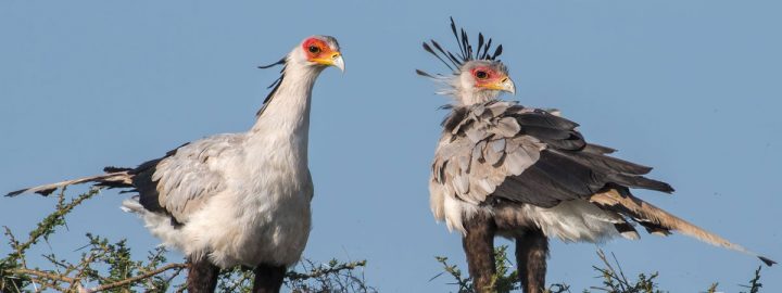 secretary birds Ndutu