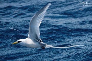 White-tailed Tropicbird